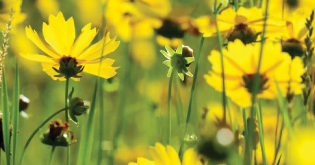 Zurich International Savings Plan Member Guide Global Connections